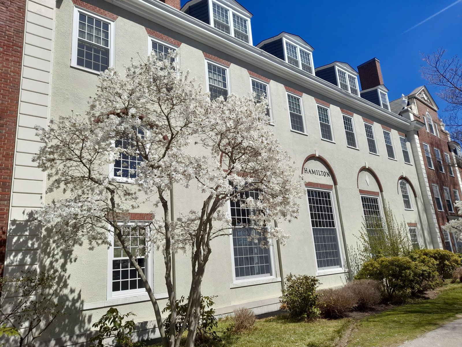 A university residence building on a North American campus with a magnolia tree in blossom.